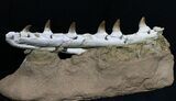 Beautifully Prepared Mosasaur Jaw Section #31589-5